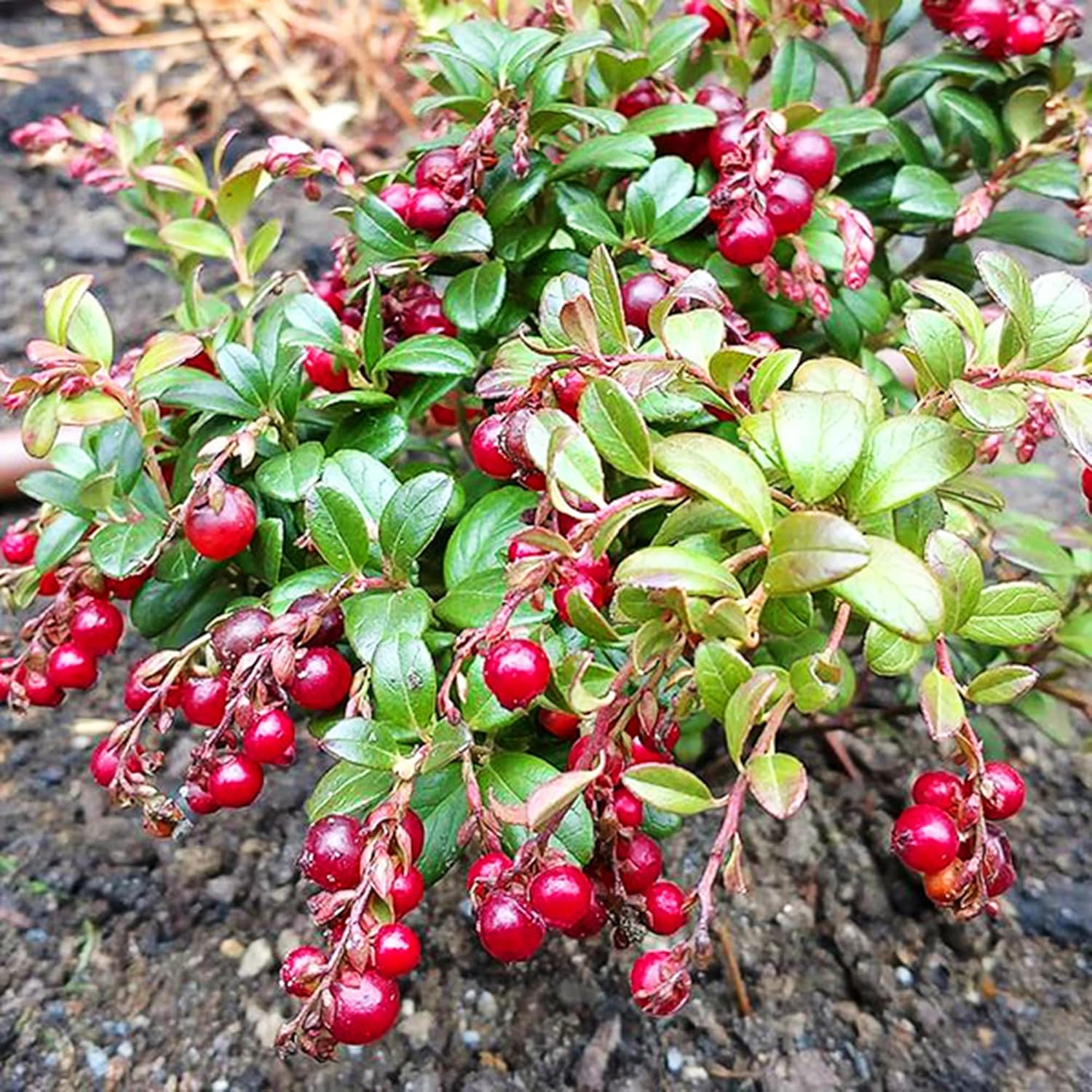 100 Seeds Organic Cranberry Seeds