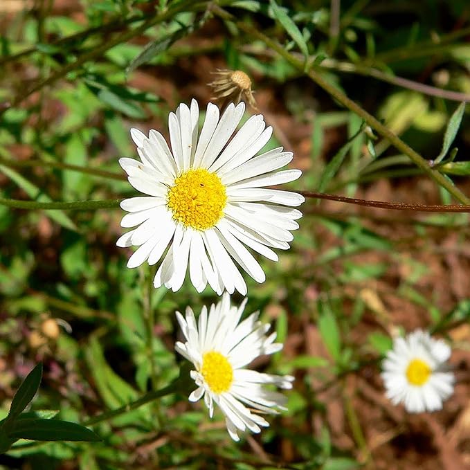 100 Seeds Erigeron Karvinskianus Seeds