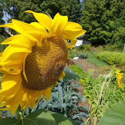 100 Seeds Mongolian Giant Sunflower Seeds