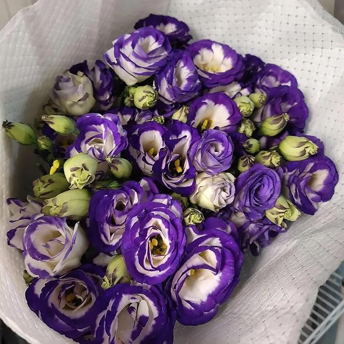 100 Seeds Violet White Eustoma Flower Seeds