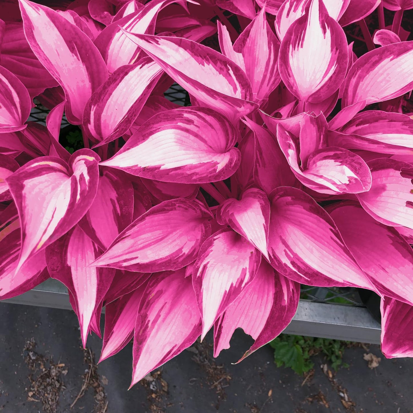 100 Seeds Pink Hosta Seeds