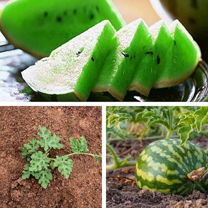 50 Seeds Green Watermelon Fruit Seed