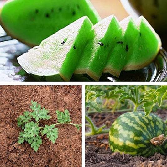 50 Seeds Green Watermelon Fruit Seed