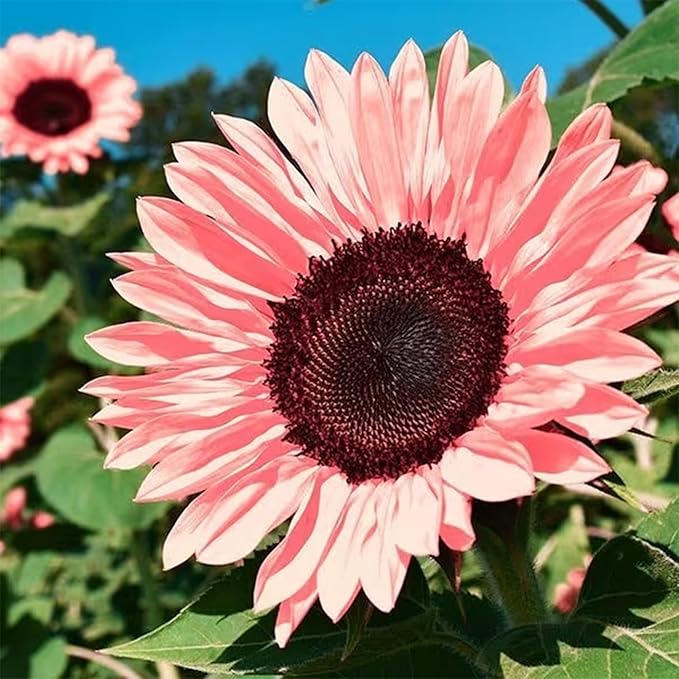 50 Seeds Rare Pink Sunflower Seeds