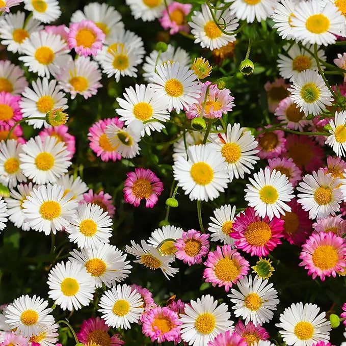 100 Seeds Erigeron Karvinskianus Seeds