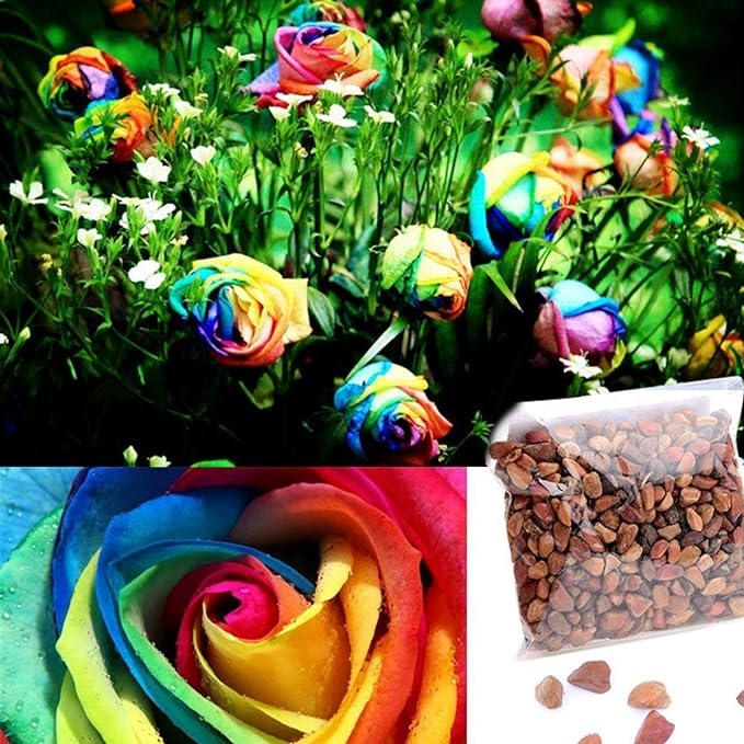 1000 Seeds Beautiful Rainbow Rose Seeds Multi-colored Rose Seeds