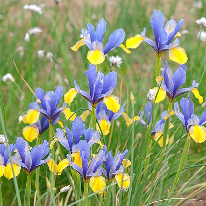 25 Seeds Dutch Iris Seeds