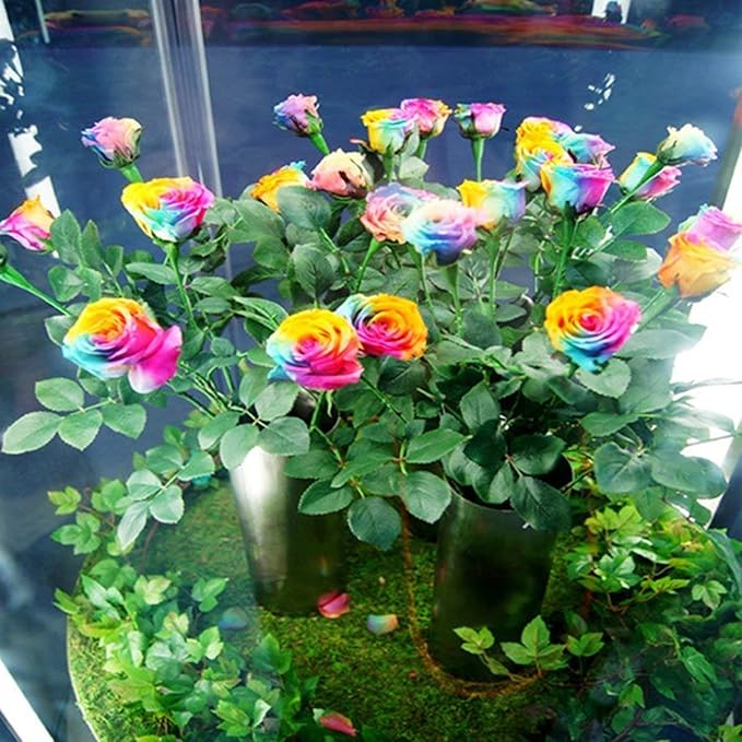 1000 Seeds Beautiful Rainbow Rose Seeds Multi-colored Rose Seeds