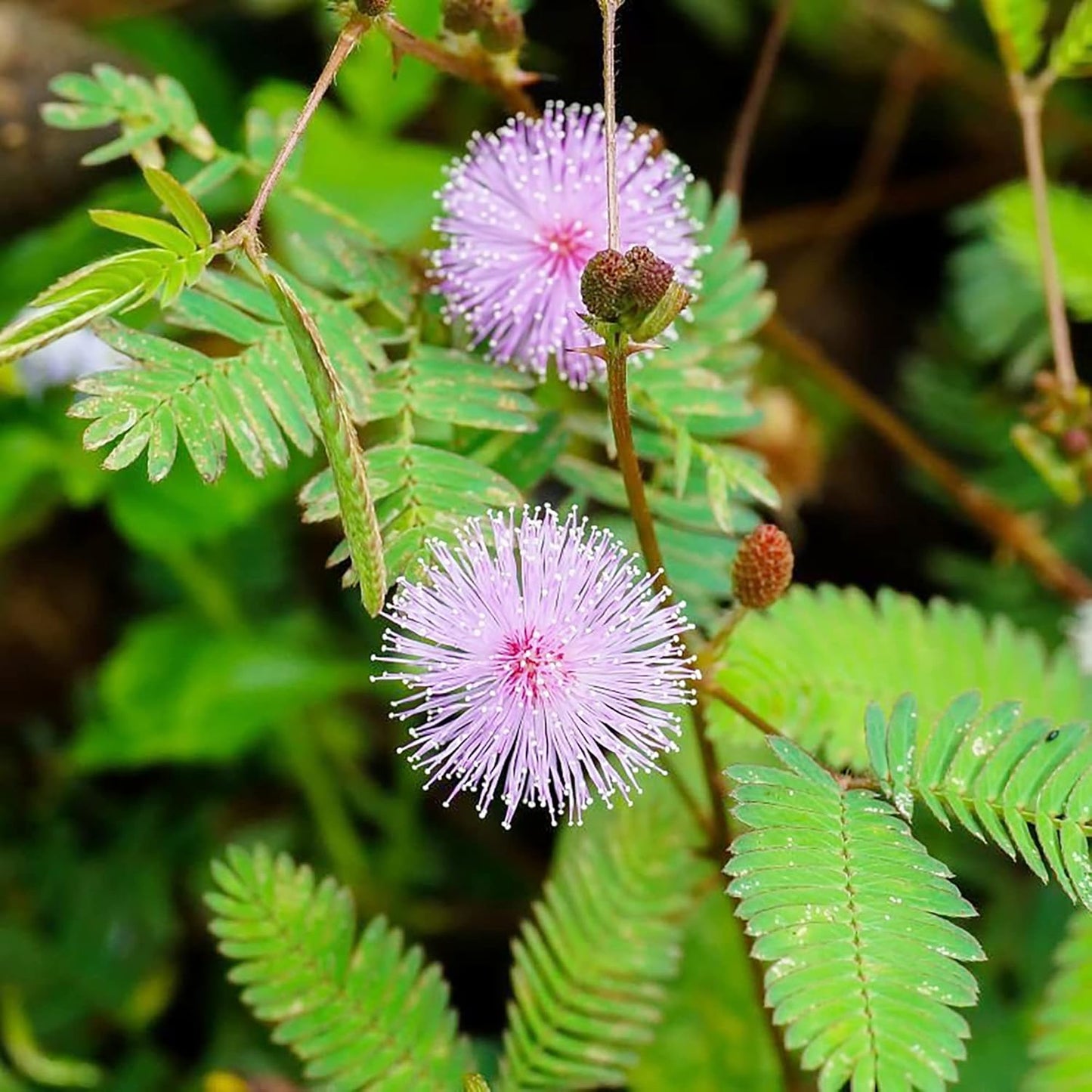 200 Seeds Mimosa Sensitive Plant Seeds