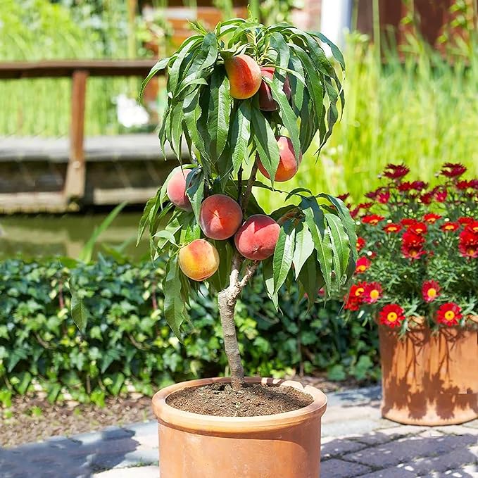 10 Seeds Dwarf Peach Tree Seeds