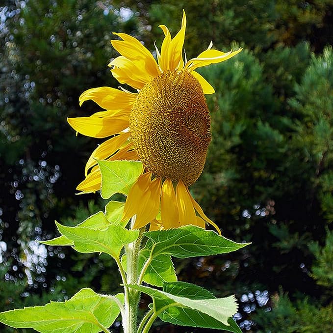 100 Seeds Mongolian Giant Sunflower Seeds