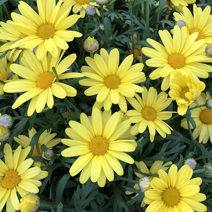 250 Seeds Gold Marguerite Daisy Flowerm Seeds