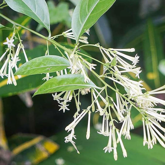 30 Seeds Night Blooming Jasmine Seeds