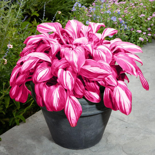 100 Seeds Pink Hosta Seeds