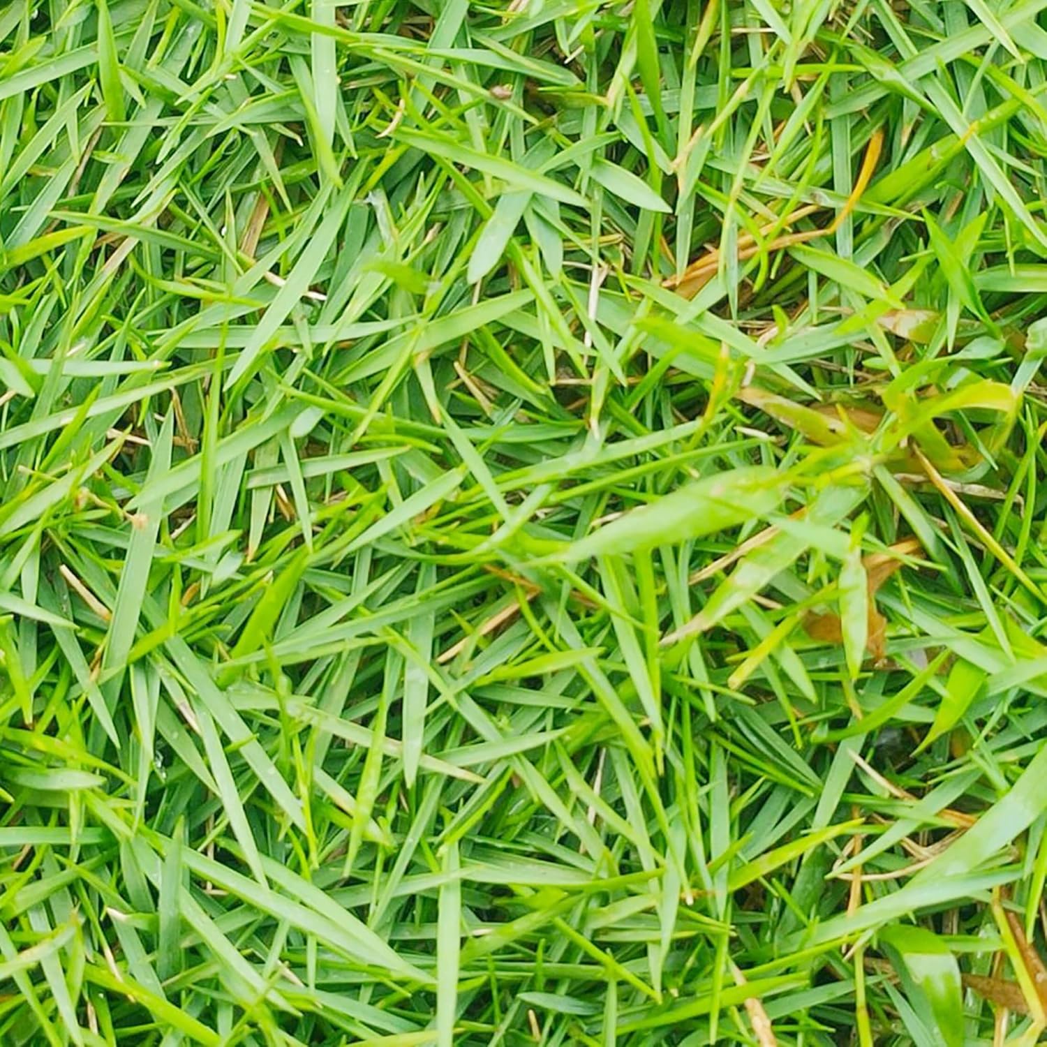 Zoysia Grass Seeds,Warm-Season Grass Dense