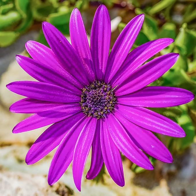 20 Seeds White & Purple African Daisy Mix Flower Seeds