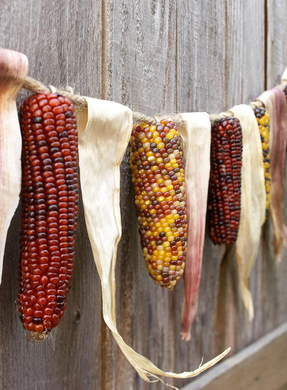 20 Seeds Rainbow Ornamental Corn GMO Free Seeds