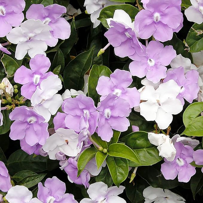 5 Seeds Brunfelsia Pauciflora Yesterday-Today-and Tomorrow Seeds