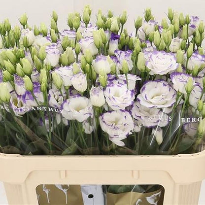 100 Seeds White Purple Lisianthus Eustoma Seed