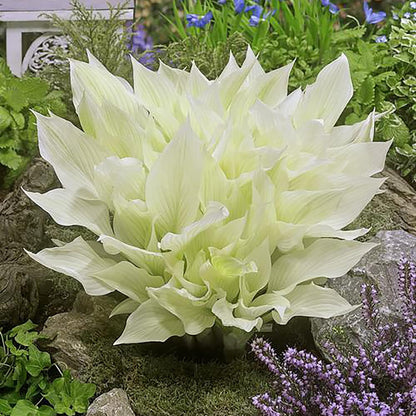 200 Seeds White Feather Hosta