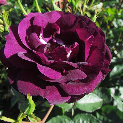 10 Seeds Purple Climbing Roses Seeds