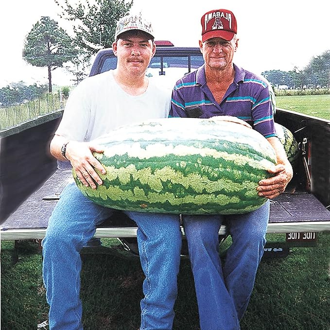 10 Seeds Largest Carolina Cross Watermelon Seed