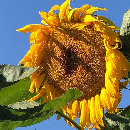 100 Seeds Mongolian Giant Sunflower Seeds