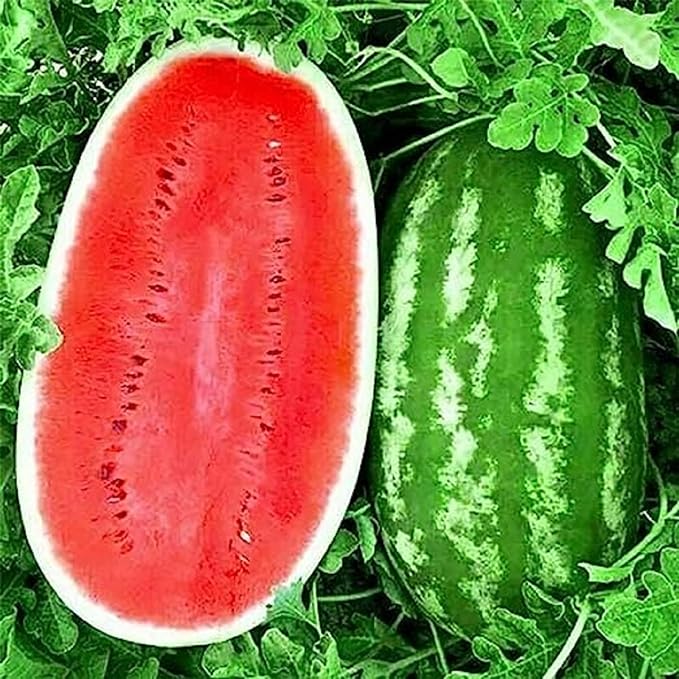 25 Seeds Carolina Cross Watermelon Seeds