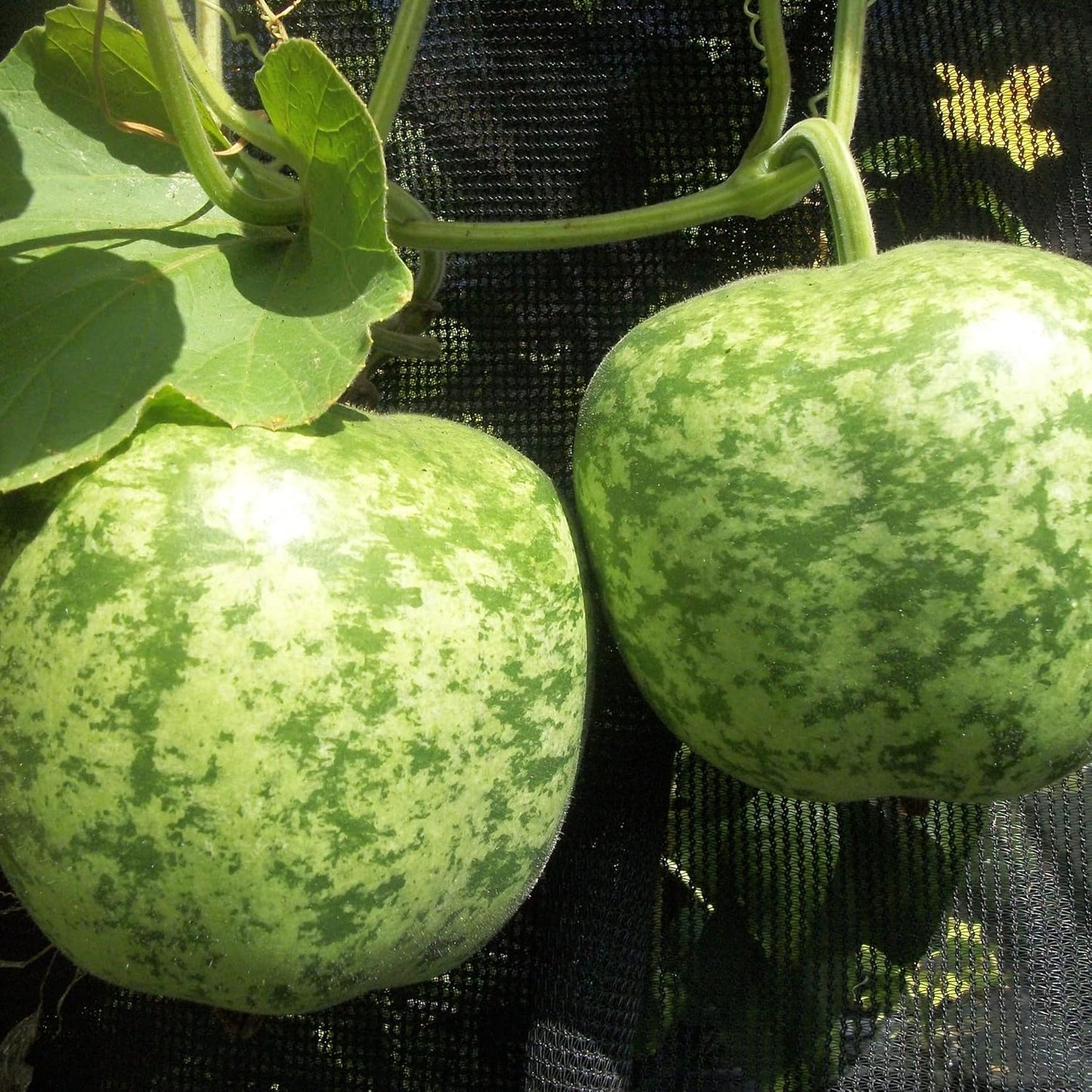 20 Seeds Apple Gourds (Large) GMO Free Seeds