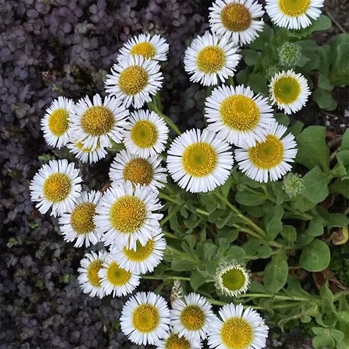 100 Seeds Erigeron 'Wayne Roderick', White Seaside Daisy Seeds