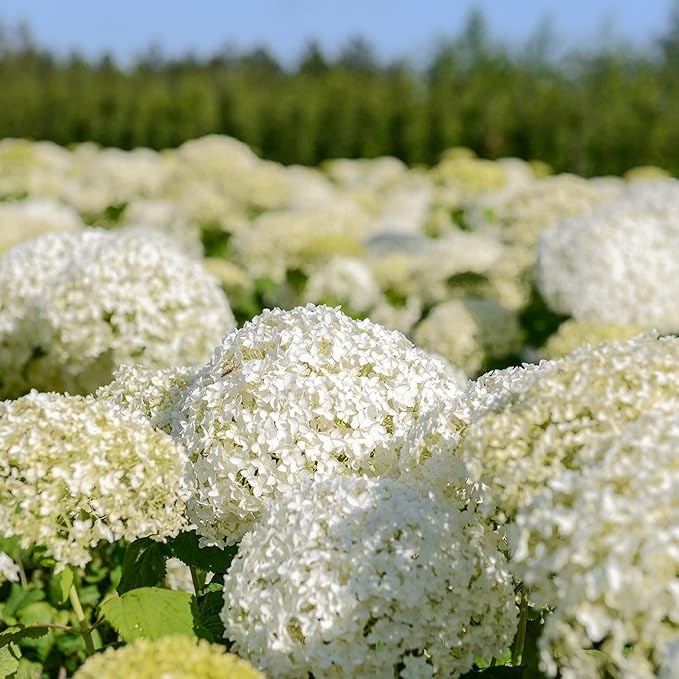 50 Seeds Hydrangea White Hortensia Seeds