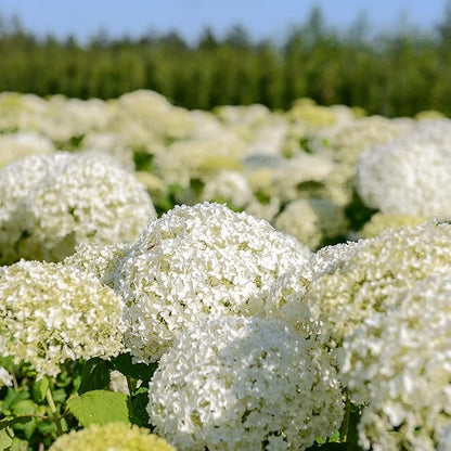 50 Seeds Hydrangea White Hortensia Seeds