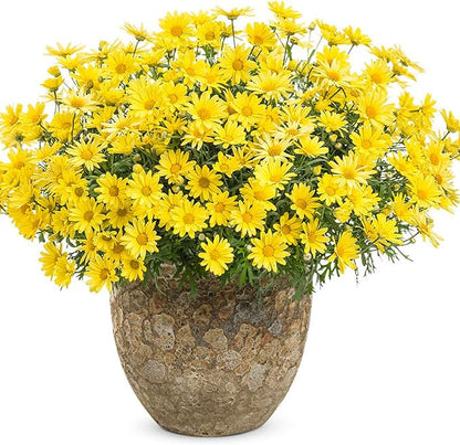 250 Seeds Gold Marguerite Daisy Flowerm Seeds