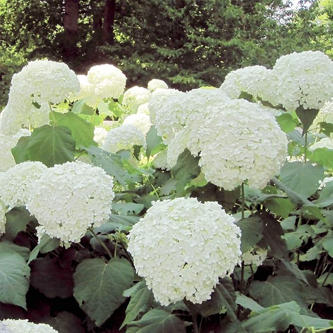 50 Seeds Hydrangea White Hortensia Seeds