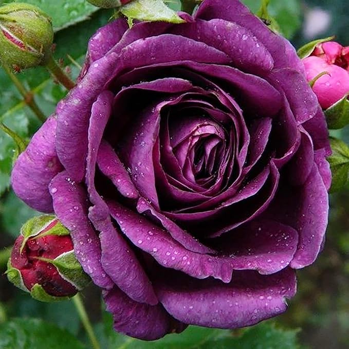 10 Seeds Purple Climbing Roses Seeds