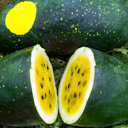 50 Seeds Moon & Stars Yellow Watermelon Non-GMO Seeds