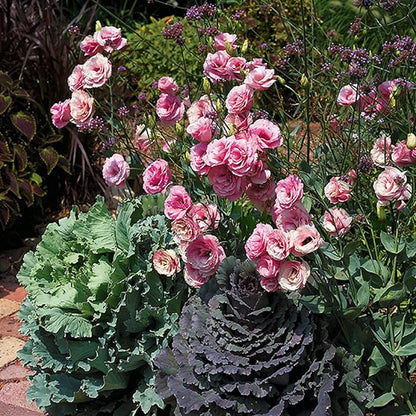 100 Seeds Light Pink Eustoma Flower Seed