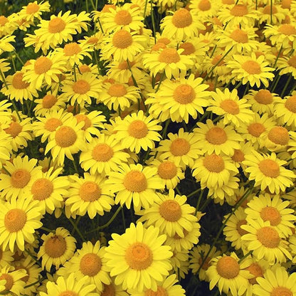 250 Seeds Gold Marguerite Daisy Flowerm Seeds