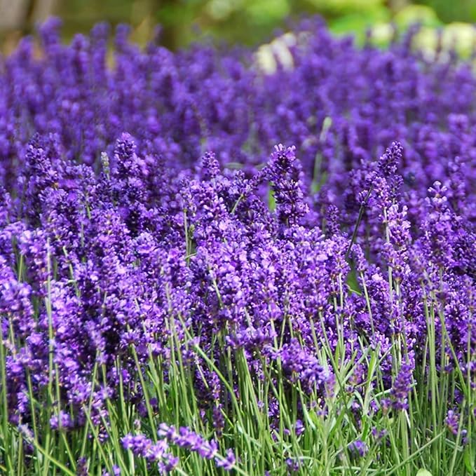 1000 Seeds Lavender Seeds