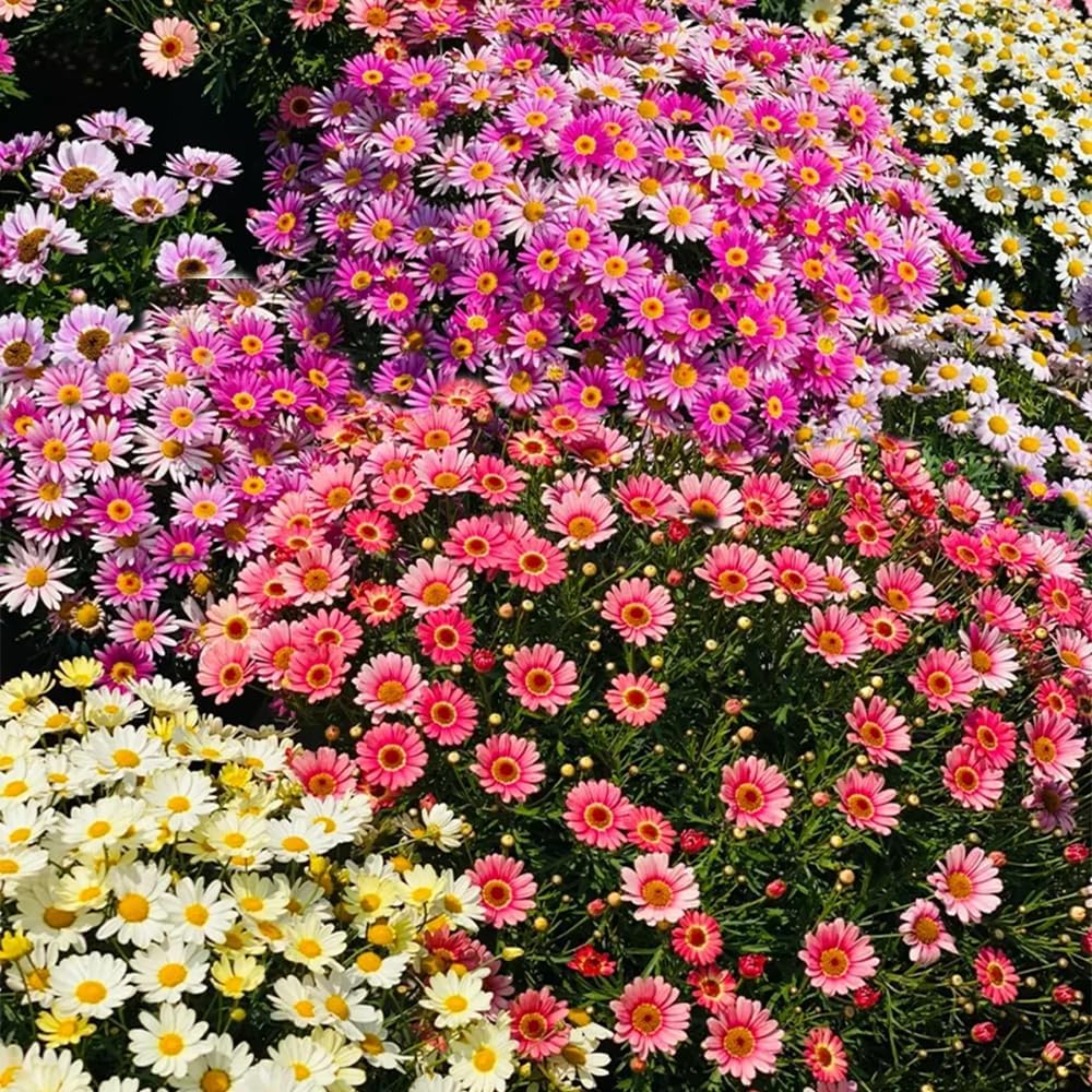 Pest Killer:500 Seeds Pyrethrum Daisy Mixed Flower Seeds