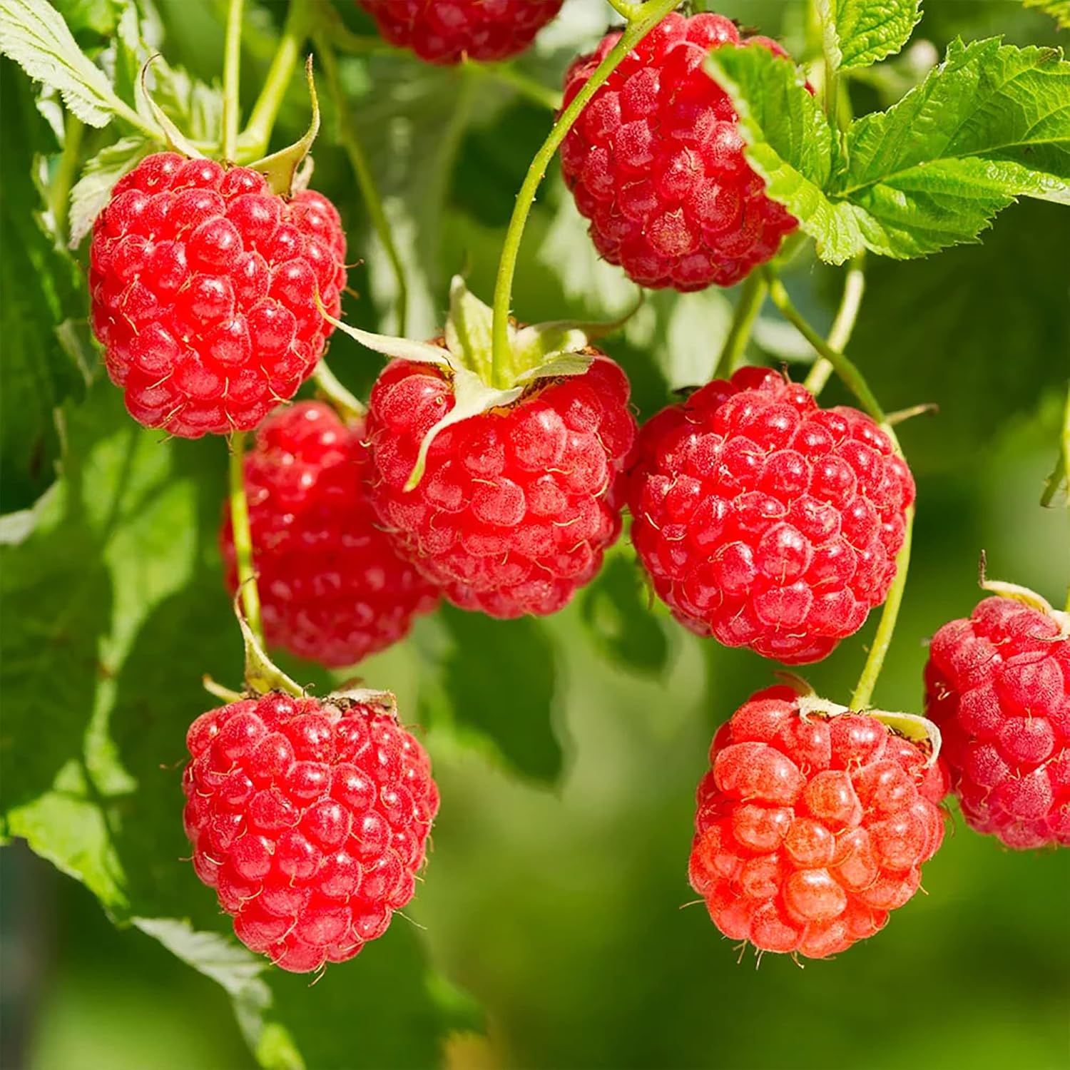 100 Red Raspberry (Rubus Idaeus)Non-GMO Seeds