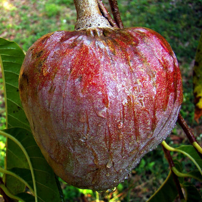 10 Seeds Custard Apple Seeds