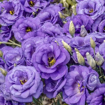 100 Seeds Lisianthus Seeds Eustoma, Prairie Gentian Cut Flowers Attracts