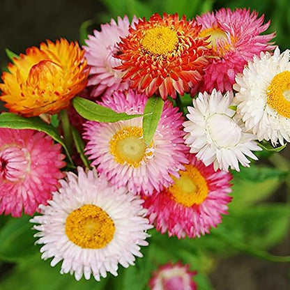 100 Seeds Mixed Strawflower Everlasting Paper Daisy Seeds