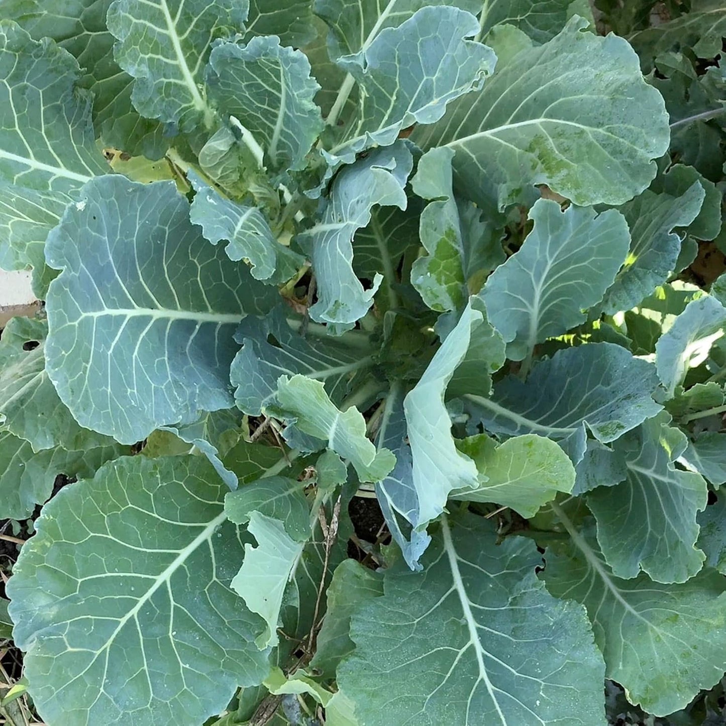 500 Seeds GMO-Free Kale Seeds