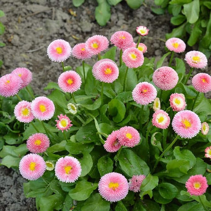 100 Seeds 'Tasso Pink' English Daisy-Bellis Perennis,Common Daisy Seeds