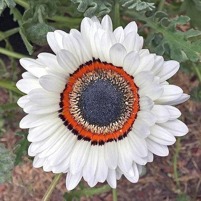 25 Seeds White Wedding Sunflower Seeds