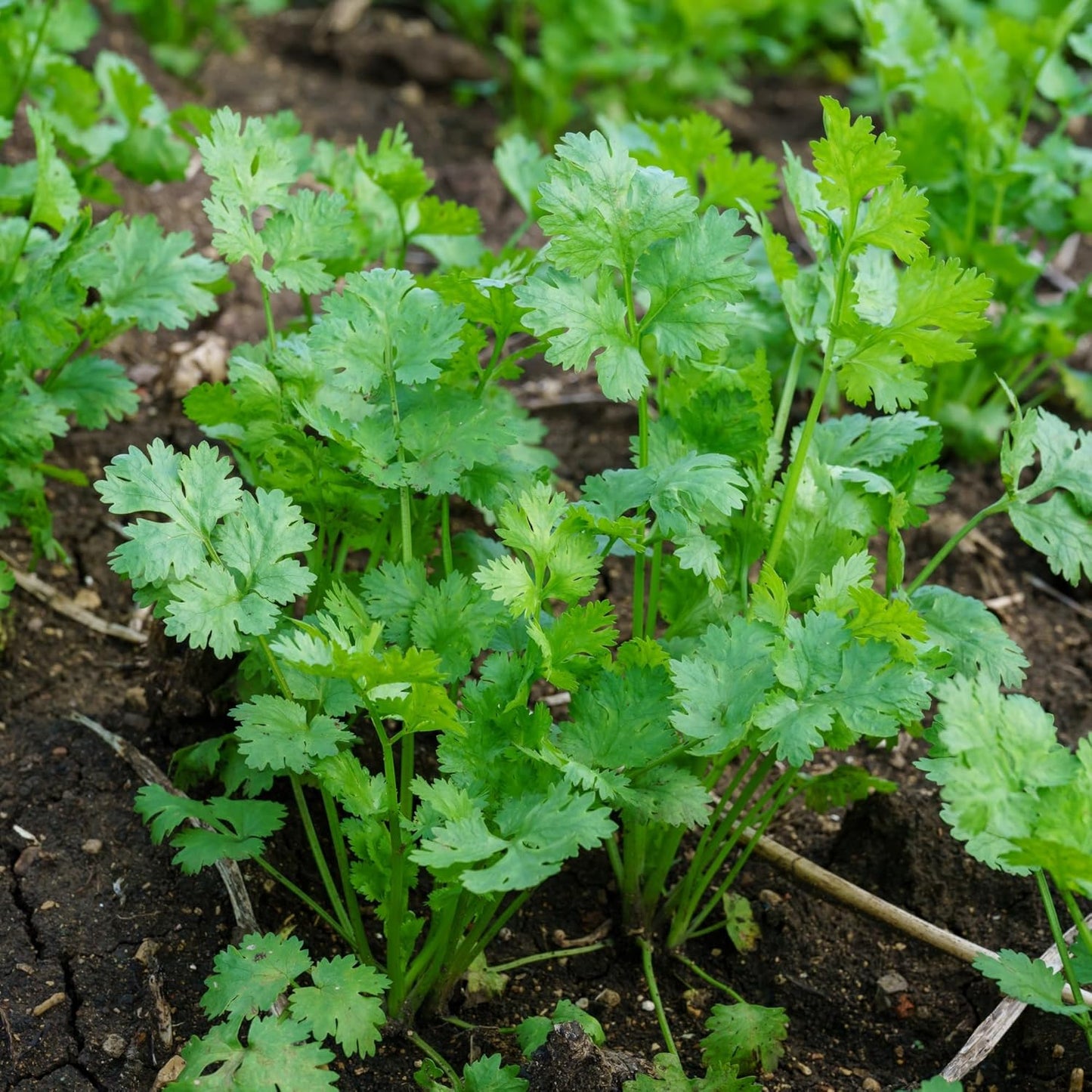 Cilantro Non GMO Seeds