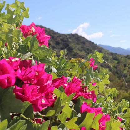 105 Seeds Pink Bougainvillea Seeds