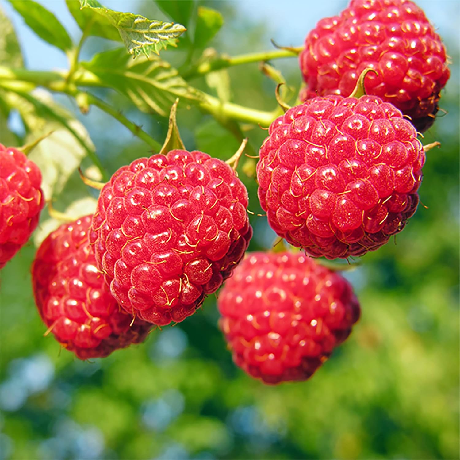 100 Red Raspberry (Rubus Idaeus)Non-GMO Seeds